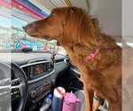 Small #2 Irish Setter Mix