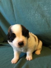 Saint Bernard Puppy for sale in CANTRIL, IA, USA
