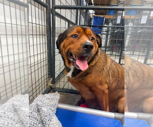 Great Pyrenees-Unknown Mix Dogs for adoption in Foristell, MO, USA