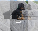 Small #1 Doberman Pinscher