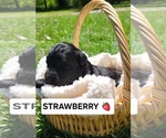 Puppy Strawberry Aussiedoodle Miniature