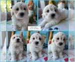 Small Photo #5 Maltipoo Puppy For Sale in PALMDALE, CA, USA