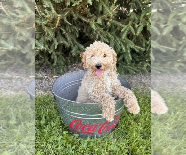 Medium Photo #2 Goldendoodle (Miniature) Puppy For Sale in MIDDLEBURY, IN, USA