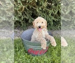 Small #1 Goldendoodle (Miniature)