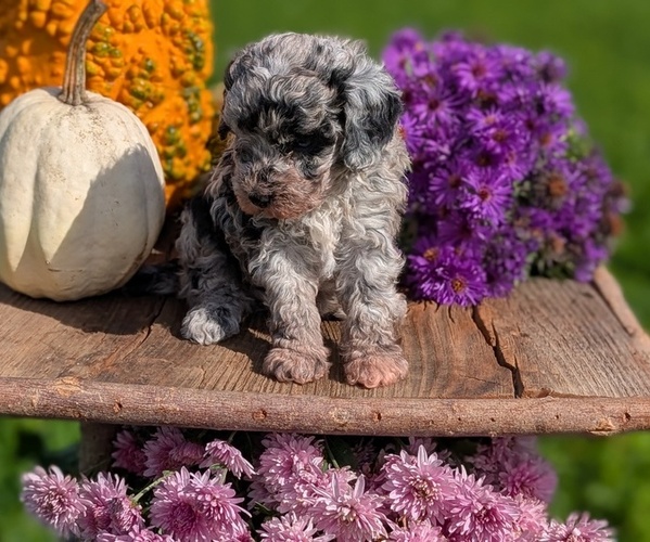 Medium Photo #5 Poodle (Toy) Puppy For Sale in GOSHEN, IN, USA