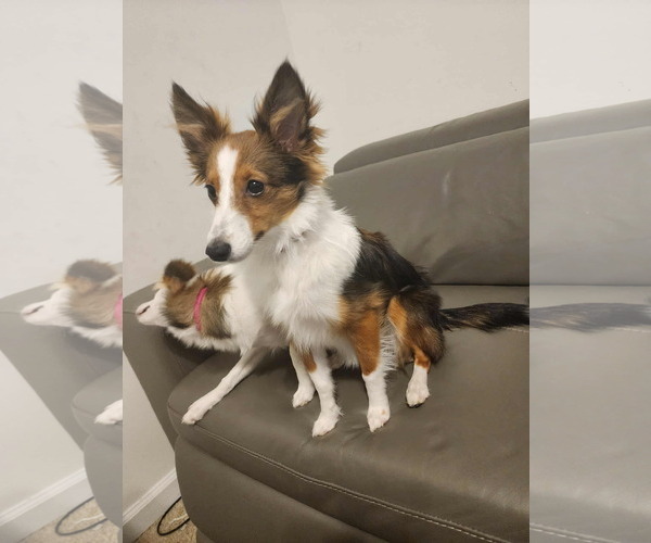 Medium Photo #1 Mutt Puppy For Sale in Abingdon, MD, USA