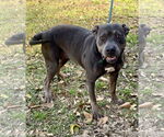Small #5 American Pit Bull Terrier Mix