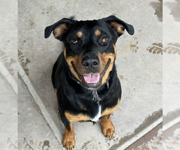 Medium Photo #5 Rottweiler Puppy For Sale in Gilbert, AZ, USA