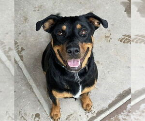 Obi - Male Rottweiler Dog for Adoption - Photo #5