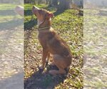 Small #14 Dutch Shepherd -Huskies  Mix