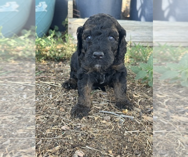 Medium Photo #5 Poodle (Miniature)-Poodle (Standard) Mix Puppy For Sale in LONGMONT, CO, USA