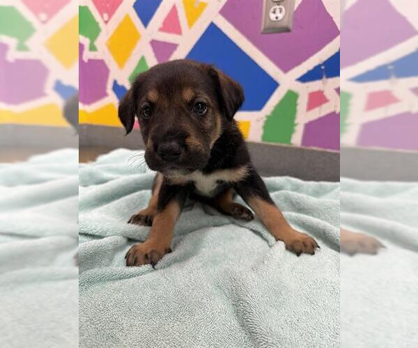 Medium Photo #1 German Shepherd Dog Puppy For Sale in Baytown, TX, USA