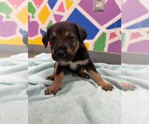 German Shepherd Dog Dogs for adoption in Baytown, TX, USA