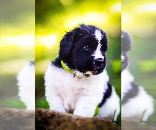 Medium Photo #6 Newfoundland Puppy For Sale in MADISON, WI, USA