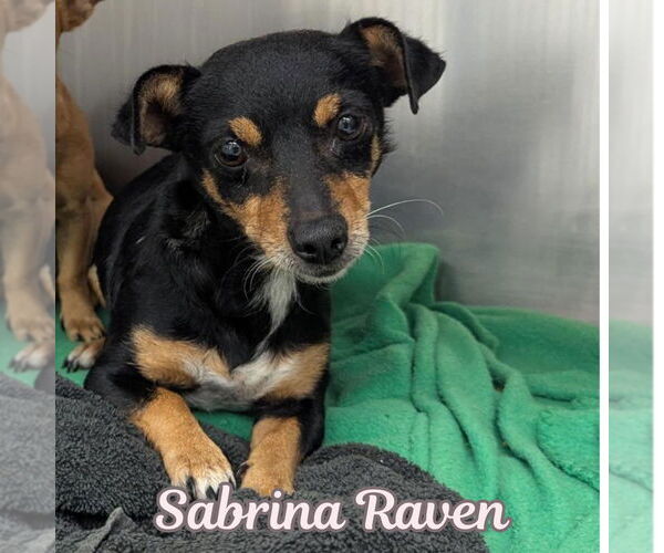 Medium Photo #5 Chiweenie Puppy For Sale in San Antonio, TX, USA