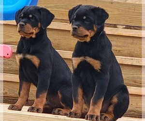 Rottweiler Puppy for sale in DALE, TX, USA