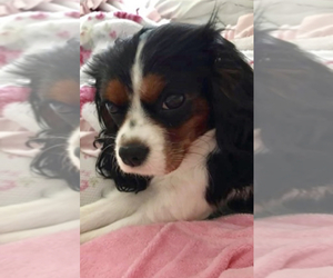 Mother of the Cavalier King Charles Spaniel puppies born on 10/25/2022