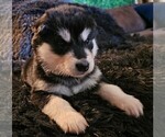Small Photo #37 Alaskan Malamute Puppy For Sale in MIDWEST CITY, OK, USA
