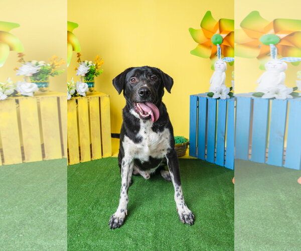 Medium Photo #1 Mutt Puppy For Sale in Munford, TN, USA