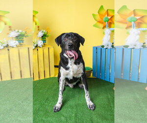 Mutt Dogs for adoption in Munford, TN, USA