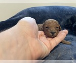 Small #3 Poodle (Toy)