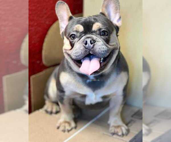 Medium Photo #1 French Bulldog Puppy For Sale in NORTH PORT, FL, USA