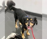 Small #9 Cocker Spaniel-Papillon Mix