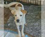 Sibbies : Yuki - Female Boxer-Unknown Mix Dog for Adoption - Small photo