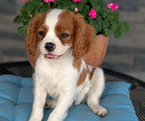 Medium Photo #3 Cavalier King Charles Spaniel Puppy For Sale in GOSHEN, IN, USA