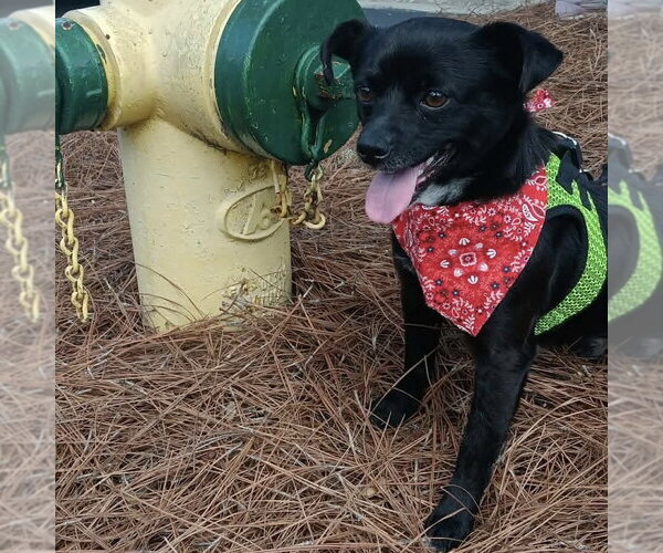 Medium Photo #2 Chihuahua-Unknown Mix Puppy For Sale in Spring Lake, NC, USA