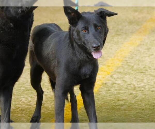 Medium Photo #1 Mutt Puppy For Sale in Tallahassee, FL, USA