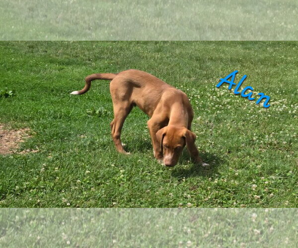 Medium Photo #1 Labrador Retriever-Unknown Mix Puppy For Sale in Rutledge, TN, USA