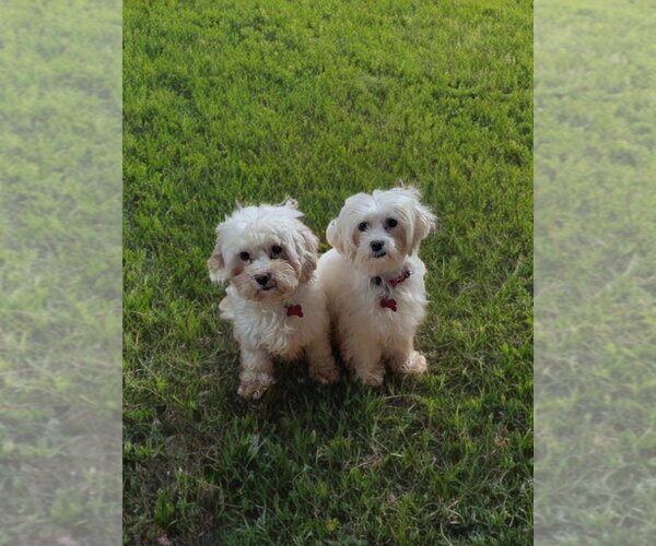 Medium Photo #1 Maltipoo (Miniature) Puppy For Sale in Caldwell, NJ, USA