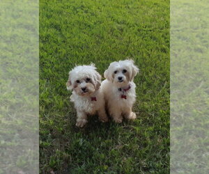 Maltipoo (Miniature) Dogs for adoption in Caldwell, NJ, USA