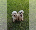 Small Maltipoo (Miniature)