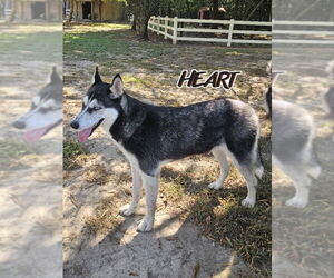 Nika - Female Siberian Husky Dog for Adoption - Photo #3