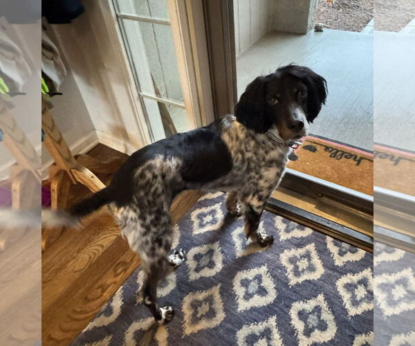 Medium Photo #3 - Mix Puppy For Sale in Curwensville, PA, USA