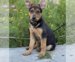 Small #17 German Shepherd Dog Mix