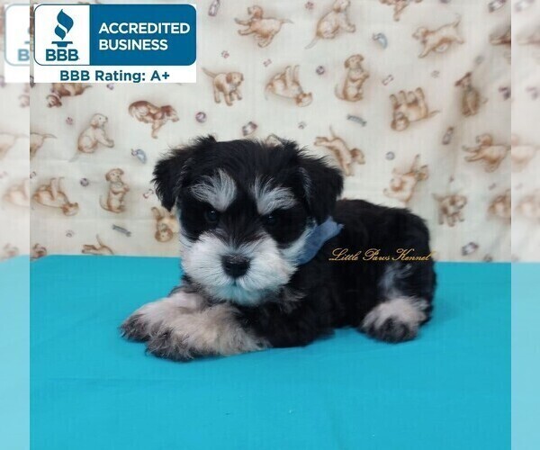 Medium Photo #1 Schnoodle (Miniature) Puppy For Sale in WINNSBORO, LA, USA