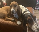 Small Photo #1 Basset Hound Puppy For Sale in COLUMBUS, GA, USA