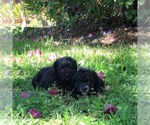 Small Photo #6 Aussiedoodle Miniature  Puppy For Sale in FORT MYERS, FL, USA