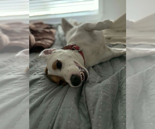 Medium Photo #3 Beagle-Unknown Mix Puppy For Sale in Salt Lake City, UT, USA