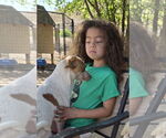 Small #3 Jack Russell Terrier Mix