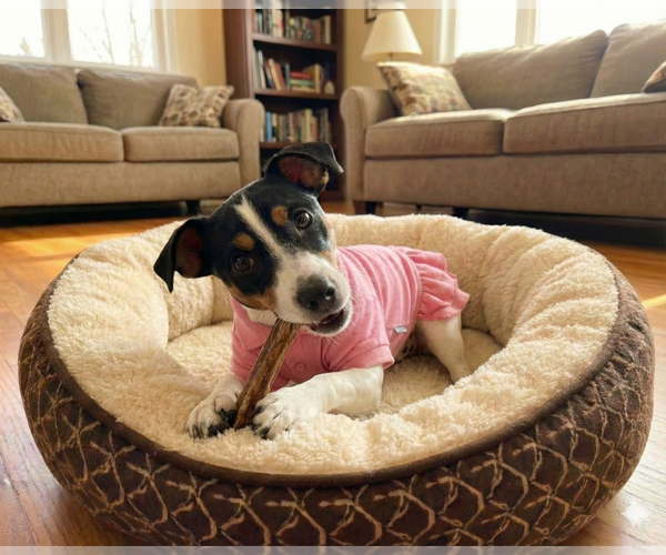 Medium Photo #7 Jack Chi Puppy For Sale in Grovertown, IN, USA