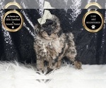 Puppy Theo AKC Poodle (Toy)