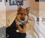 Small #2 German Shepherd Dog Mix