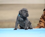 Small #3 Cane Corso