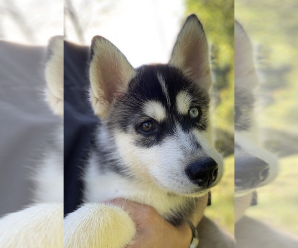 Medium Photo #2 Siberian Husky Puppy For Sale in MORGANTOWN, IN, USA