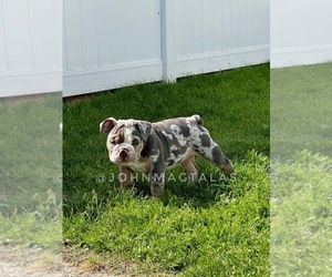 English Bulldog Puppy for Sale in STATEN ISLAND, New York USA