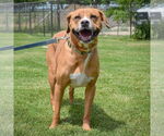 Small #2 American Staffordshire Terrier-Boxer Mix